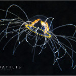 Aquatilis Expedition 24
