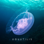 Aquatilis Expedition - Aurelia aurita