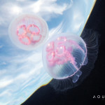 Aquatilis Expedition -Aurelia aurita 2
