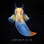 Aquatilis Expedition - Clione limacina