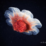 Aquatilis Expedition -Cyanea capillata
