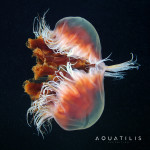 Aquatilis Expedition -Cyanea capillata 2