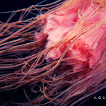 Aquatilis Expedition -Cyanea capillata tentacles