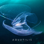 Aquatilis Expedition - Leucothea ctenophore