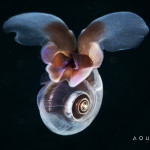 Aquatilis Expedition - Limacina helicina