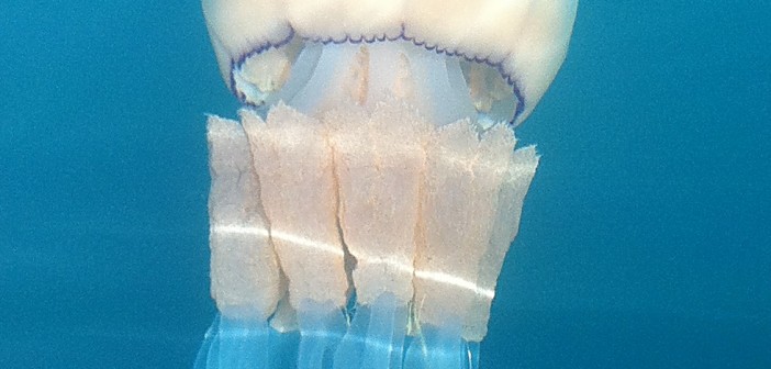 Rhizostoma - Barrell Jellyfish