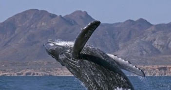 Protect Cabo Pulmo National Park