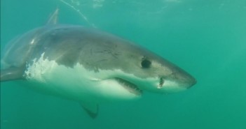 Cage Diving with Great White Sharks