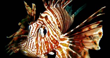 The Lionfish Dilemma