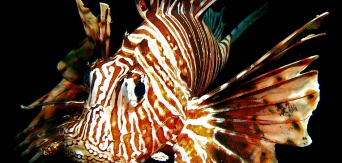 The Lionfish Dilemma