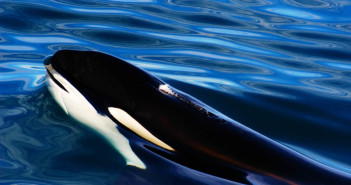 Orca at The Scuba News