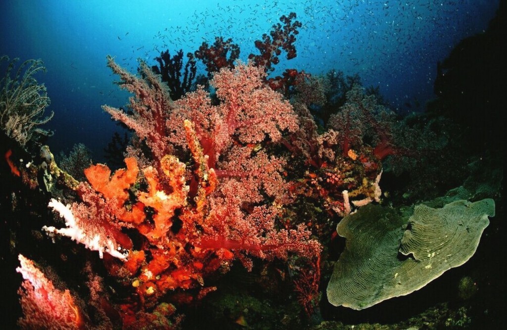 A Brief Guide To Diving Papua New Guinea
