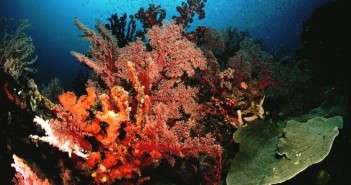 A Brief Guide To Diving Papua New Guinea