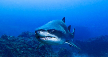 Shark Eat Shark World - Scuba Dive Asia - Sandshark