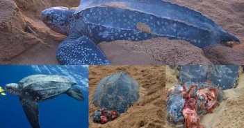 Petition to stop the killing of the endangered turtles in St. Lucia St Lucia Turtle Slaughter