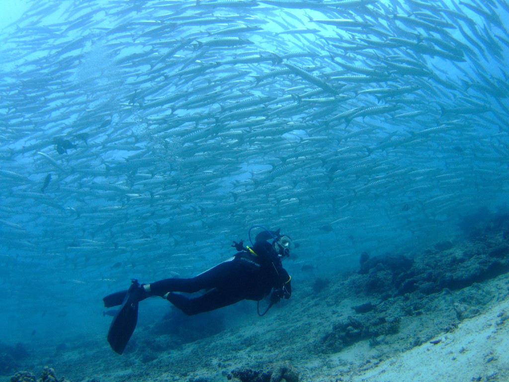 Suzanne Gerber at The Scuba News