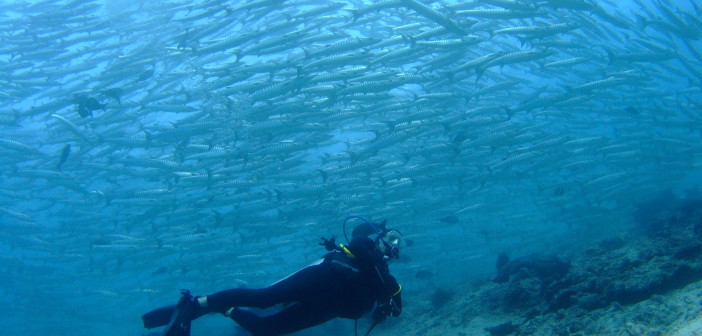 Suzanne Gerber at The Scuba News