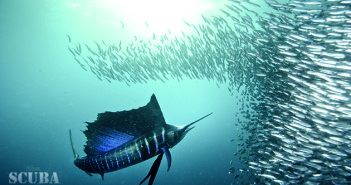 Regaldive releases tickets to the greatest shoal on earth