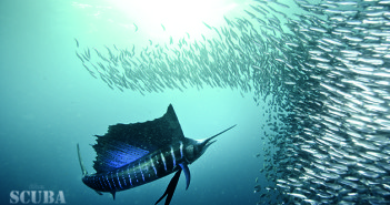 Regaldive releases tickets to the greatest shoal on earth Regaldive releases tickets to the greatest shoal on earth