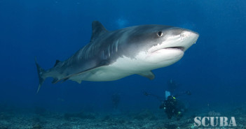 Costa Rica’s Cocos Island - The Most Beautiful In The World?