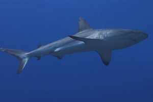 wwdas-gray-shark-BlueCr-