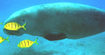Dugong in Egypt