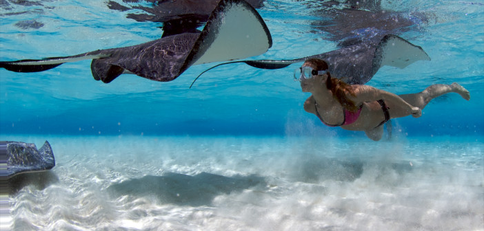 Snorkeler meets a curious and friendly stingray at the Sandbar in Grand Cayman. Photo by Steve Broadbelt, Ocean Frontiers.