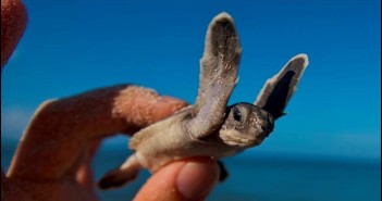 It is turtle nesting season in the Cayman Islands and this hatchling will soon begin its journey to the sea.
