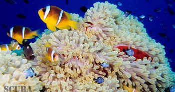 Regaldive releases 2015 dive pack deals Regaldive releases 2015 dive pack deals