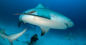 Regaldive follows in the fins of Jacques Cousteau Regaldive Mexico