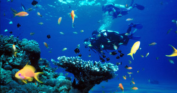 Discounts of up to 50% with Pro Dive Mexico Pro Dive Mexico August Deals