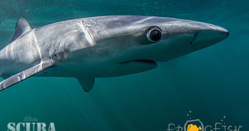 Northern Underwater Photography Group Splash In Photo Competition Winners British Wide Angle Winner