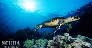 Egypte, mer Rouge, une tortue à écailles