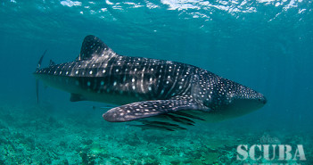 Emperor Divers Maldives