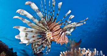 Lionfish