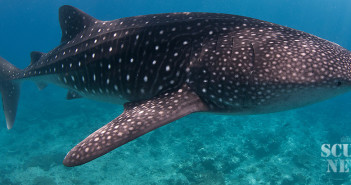 diverse-whaleshark