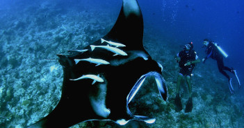 Regaldive Manta