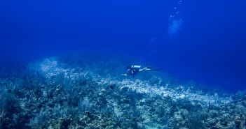 Assessing the damage done to corals when the anchor and chain from the Carnival Magic cruise ship dragged across the reef, which can be seen as a white swatch across the site. Photo courtesy Len de Vries and Nina Baxa.