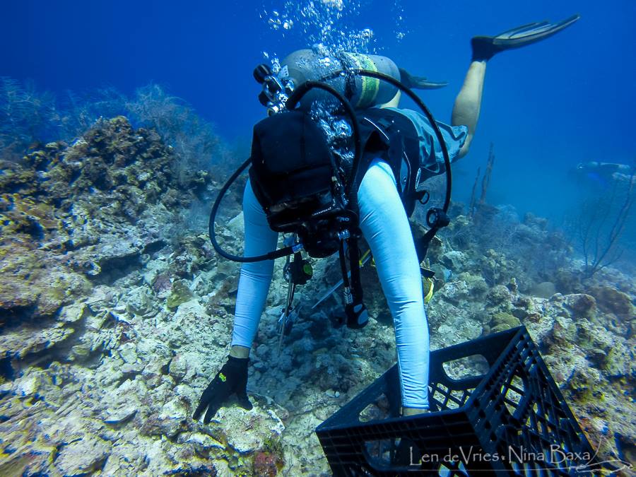 Project Coordinator Lois Hatcher picking up rubble and placing it in the plastic crates being used to remove it from the reef and relocated to a sandy flat near the dive site. Photo courtesy Len de Vries and Nina Baxa.