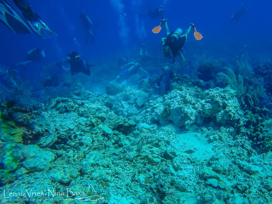 Divers combing the damage site to remove rubble, dead coral and sediment. The restoration process involves finding pieces of live coral that can be salvaged. Photo courtesy Len de Vries and Nina Baxa.