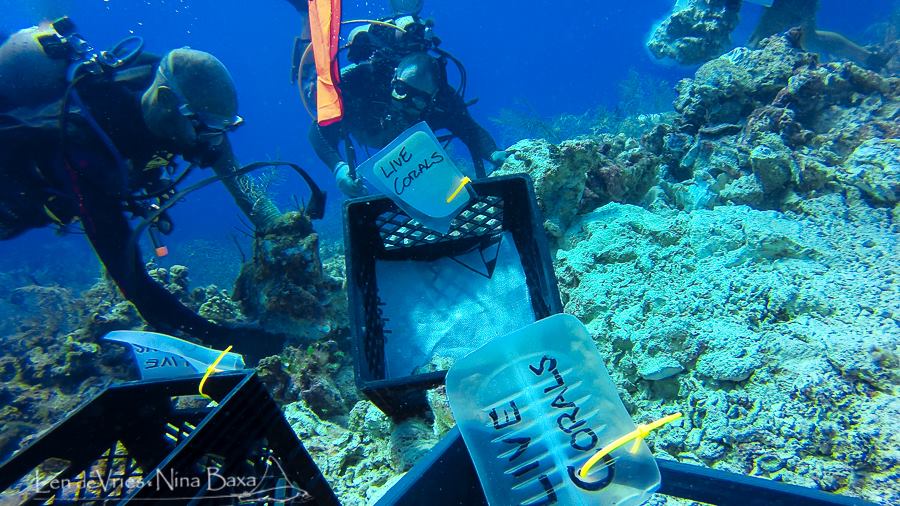 Live corals are set aside for later reattachment to the solid base of the reef. Photo courtesy Len de Vries and Nina Baxa.