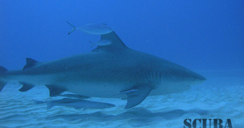 PADI Bull Shark Diver Specialty course - Playa del Carmen