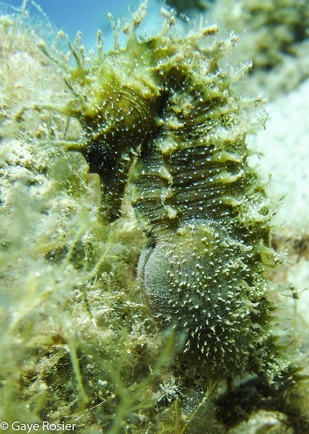 Danny, Hippocampus guttulatus, pregnant by Gaye Rosier, Kenna Eco DivingRS