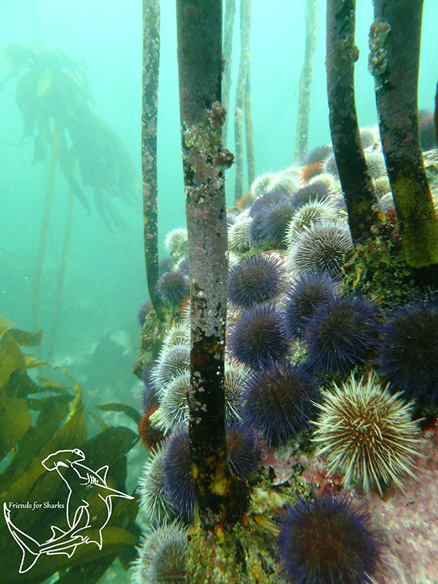 Diving With Cows at The Scuba News