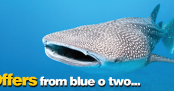 blueotwo_SPECIAL_OFFERS_WHALESHARK_eshot_HEADER