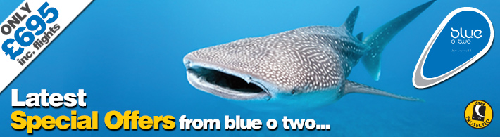 blueotwo_SPECIAL_OFFERS_WHALESHARK_eshot_HEADER