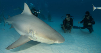 Bull Sharks in Mexico