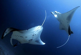 Far south mantas AM Aug 14