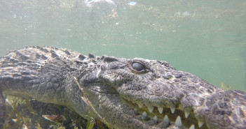 Get in the water with Crocodiles!