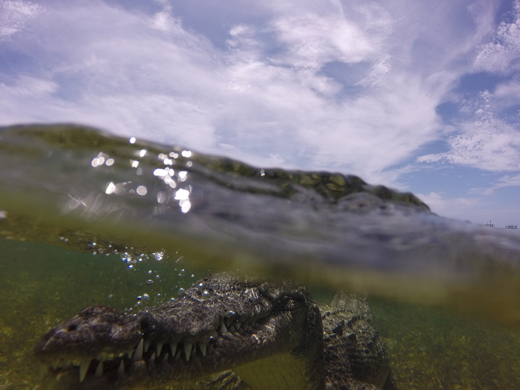 Get in the water with Crocodiles!